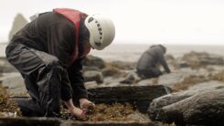 Horizon Seaweed harvesting seaweed by hand