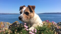 A dog sitting on the clifftops over the sea.