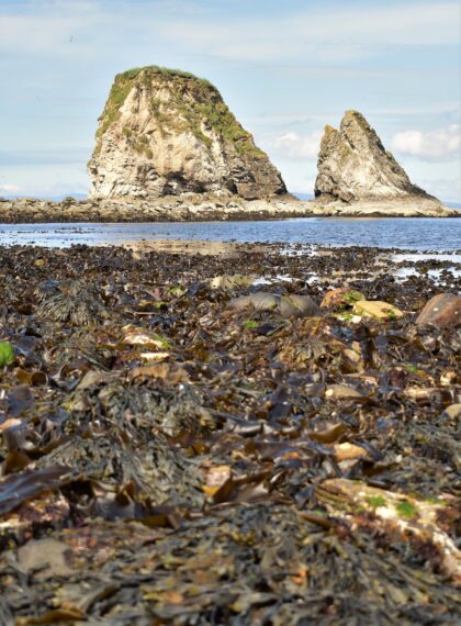 Seaweed on the shore with Little Clett sea stacks on summer day