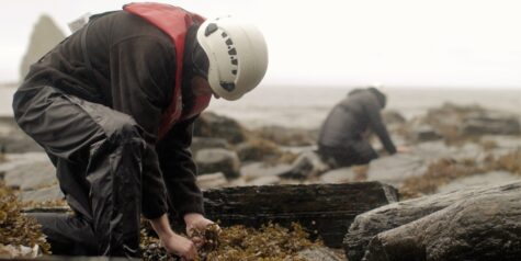 Horizon Seaweed harvesting seaweed by hand