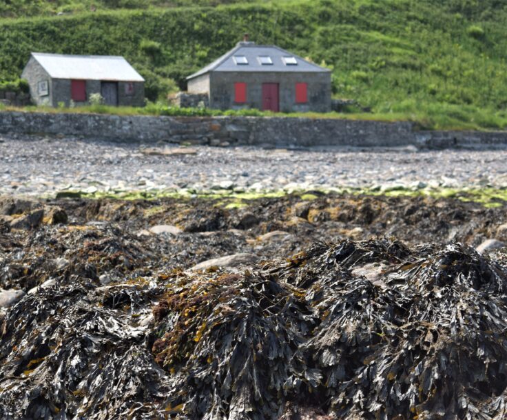 Wrack exposed at low tide near the old stores at Brough by Dunnet Head