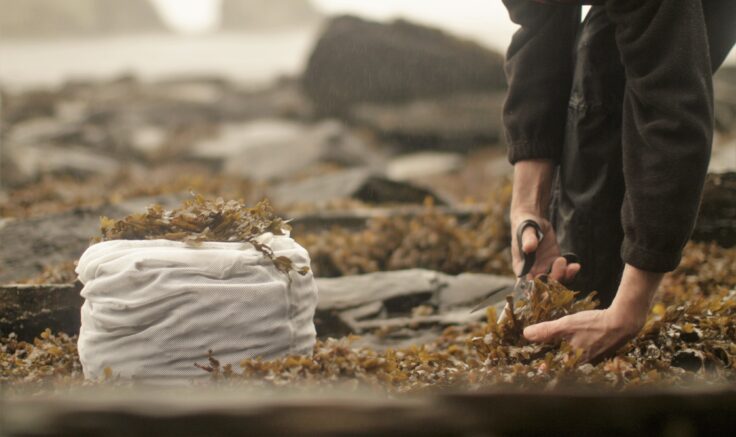 Cutting seaweed by hand at Brough