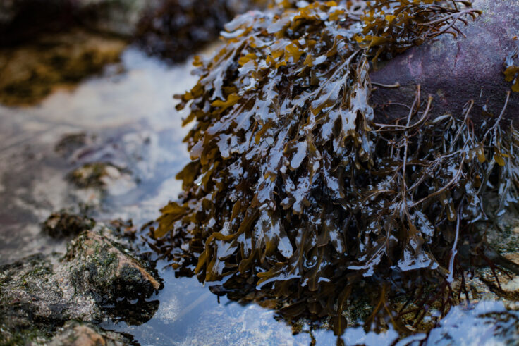 Spiral wrack Fucus spiralis by rockpool