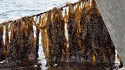 Alaria esculenta seaweed growing on rope lifted out of the water for inspection
