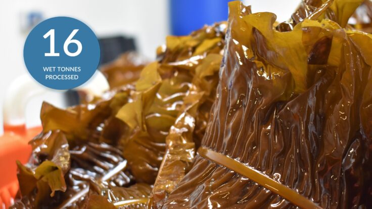 Farmed kelp ready to be processed at the Horizon Seaweed factory in Wick