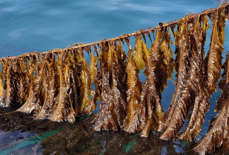 Farmed Alaria esculenta Atlantic wakame growing on a rope at sea