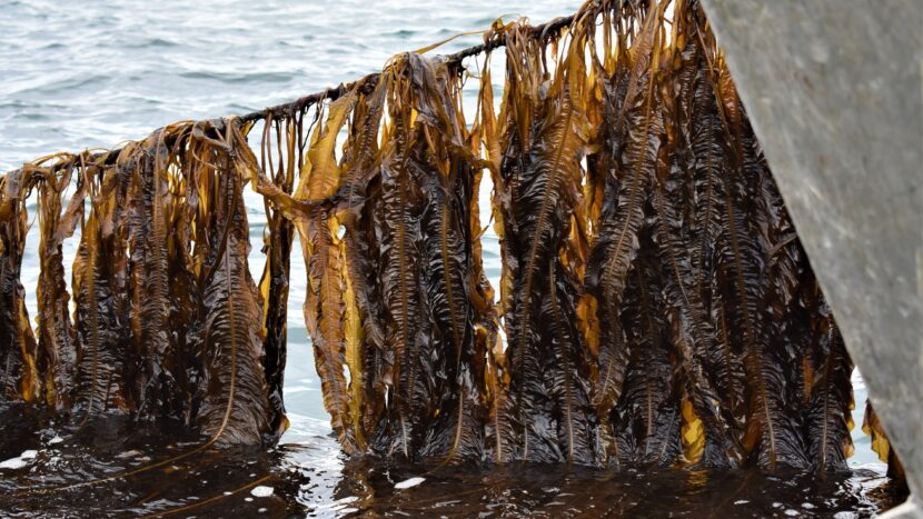 Alaria esculenta seaweed growing on rope lifted out of the water for inspection