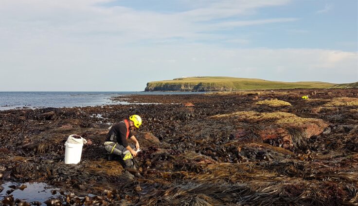 Horizon Seaweed harvester cutting kelp, wrack and sea spaghetti at low water near Duncansby Head in Caithness