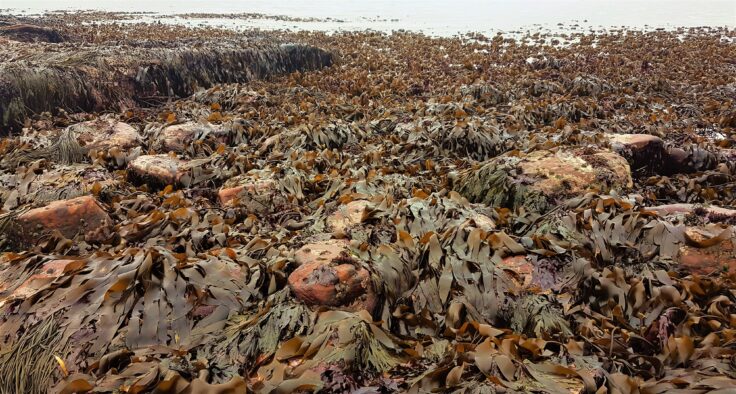 Kelp and wrack exposed on a spring tide on the low shore at Ness of Duncansby