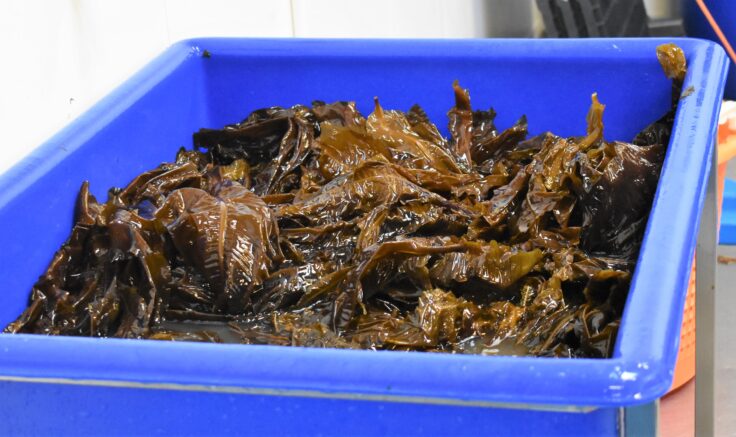 Alaria seaweed processing washing in water may reduce iodine content