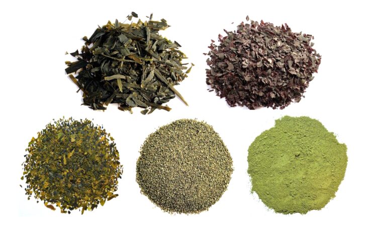 Dried samples of five species of seaweed at different particle sizes