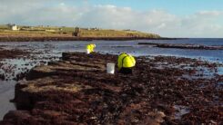 Hand harvesting seaweed at low water near Keiss