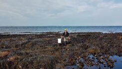 Seaweed harvester on the low shore at Ness of Duncansby Caithness