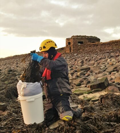 Sustainably hand harvesting bladder wrack on a rocky shore