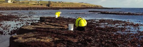 Hand harvesting seaweed at low water near Keiss