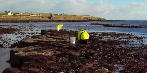 Hand harvesting seaweed at low water near Keiss