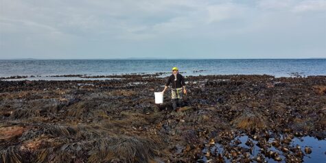 Seaweed harvester on the low shore at Ness of Duncansby Caithness