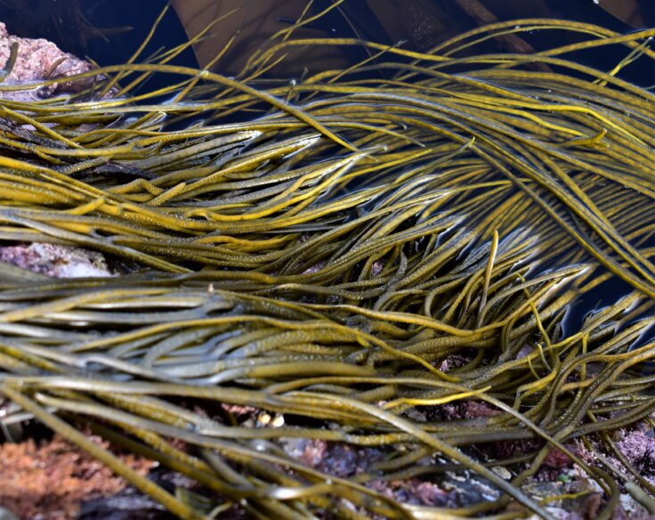 Sea spaghetti Himanthalia elongata seaweed on rocky shore