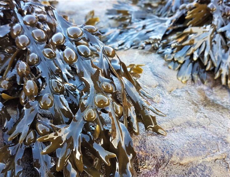 Bladder Wrack seaweed Fucus vesiculous on a rocky shore