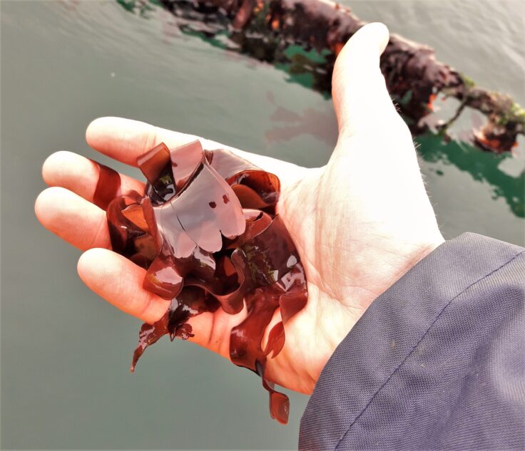 Small dulse plants growing on seaweed farm lines for at sea cultivation