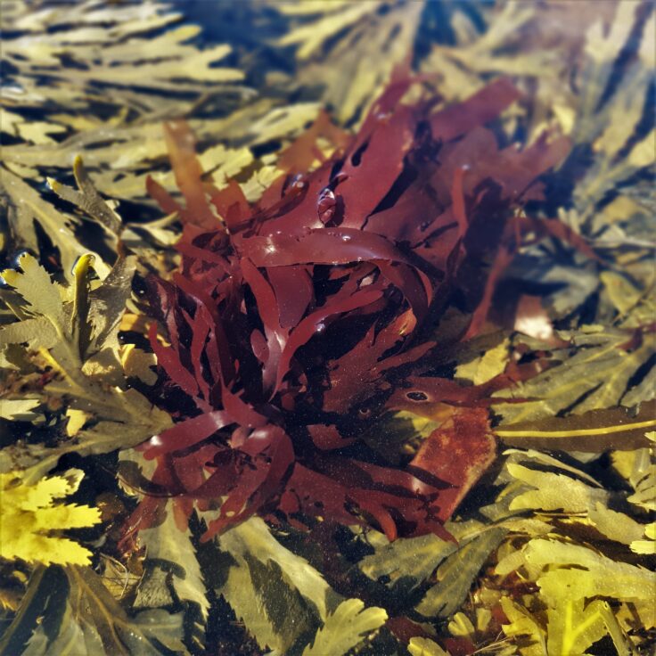 High quality dulse growing as an epiphyte on toothed wrack