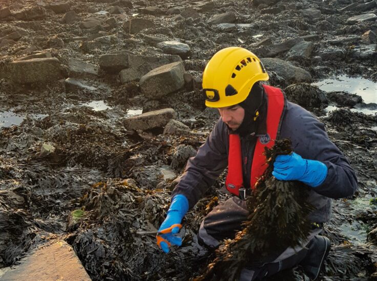 Harvester using scissors to cut bladder wrack Fucus vesiculosus