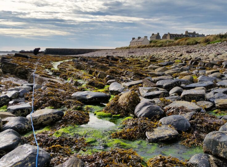 Seaweed biomass survey completed on the upper shore near Keiss Harbour Caithness