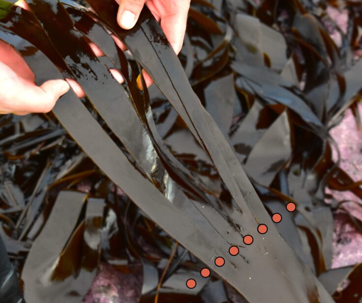 Laminaria kelp seaweed harvested above meristem to allow for regrowth