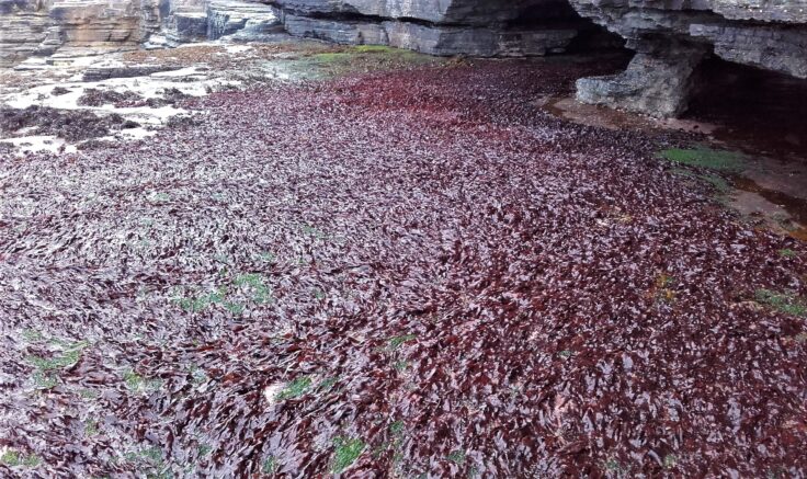 Bed of dulse seaweed on slate rocky shelf at low tide