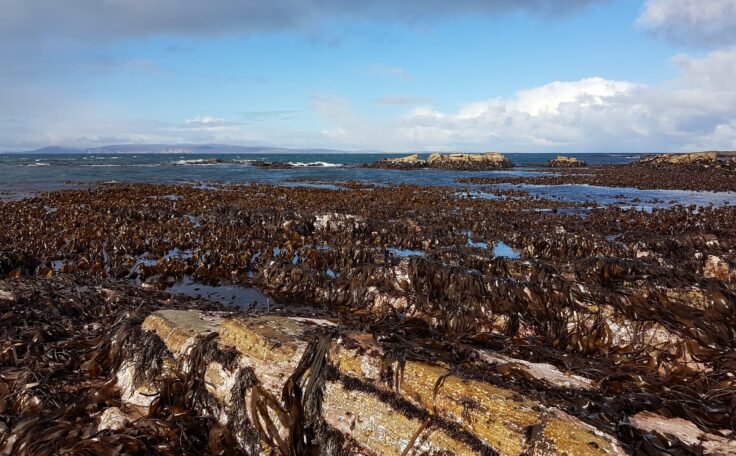 Low shore in Caithness exposed at low tide to reveal kelp and seaweed