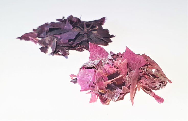 Dulse seaweed Palmaria palmata exposed to sunlight at turned from purple to pink