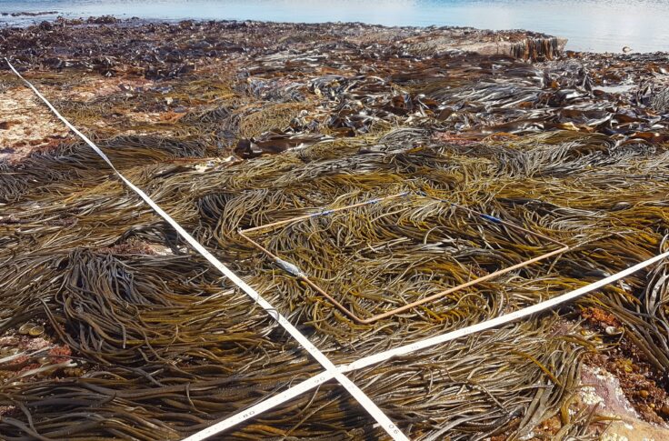 Marine ecology survey of the rocky shore using a quadrat to help count and measure macroalgae