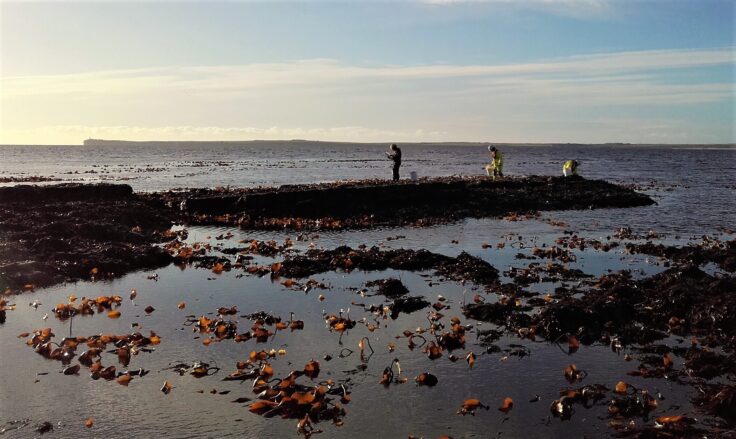 Seaweed harvesters hand picking seaweed at low tide in Sinclair's Bay Caithness