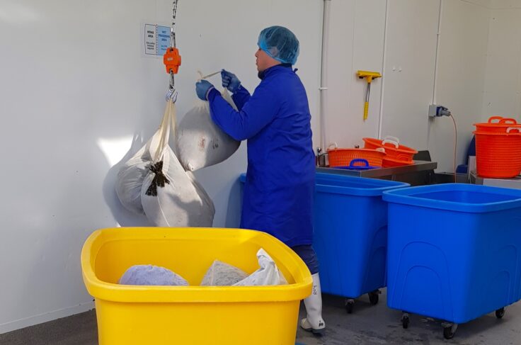 Weighing seaweed at accredited factory intake