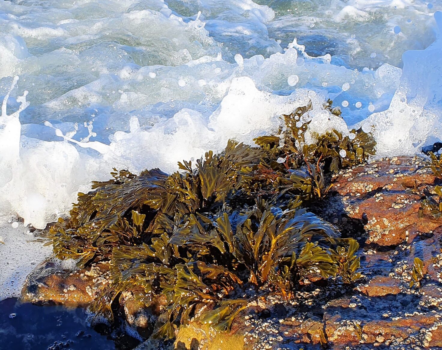 Species spotlight: spiral wrack | Updates | Horizon Seaweed