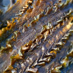 Saccahrina latissima, sugar kelp seaweed in a rock pool. thumbnail