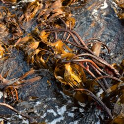 Laminaria hyperborea tangle kelp washed by a current through a gully on the low shore thumbnail