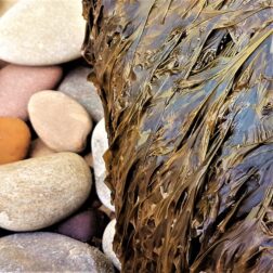 Laver or nori seaweed hanging from a boulder above pebbles thumbnail