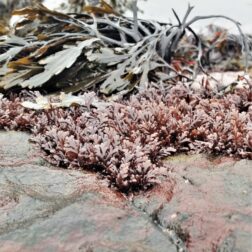 Tufts of Pepper dulse Osmundea pinnatifida growing near wrack on a rocky shore thumbnail