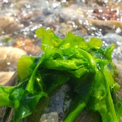 Green Ulva sea lettuce on a rock by breaking waves thumbnail