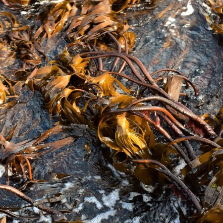 Laminaria hyperborea tangle kelp washed by a current through a gully on the low shore