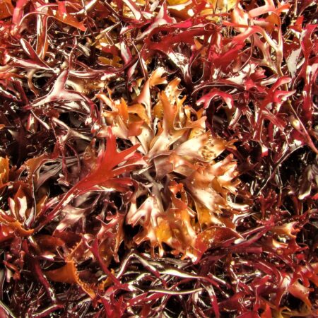 Freshly harvested Chondrus crispus Irish moss