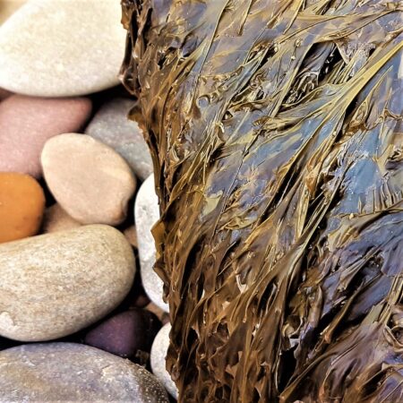 Laver or nori seaweed hanging from a boulder above pebbles