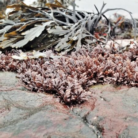 Tufts of Pepper dulse Osmundea pinnatifida growing near wrack on a rocky shore