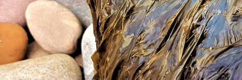 Laver or nori seaweed hanging from a boulder above pebbles