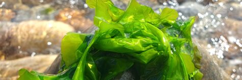 Green Ulva sea lettuce on a rock by breaking waves