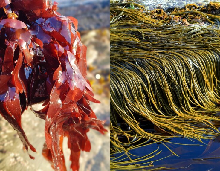 Dulse Palmaria palmata and Sea spaghetti Himanthalia elongata Low Iodine content