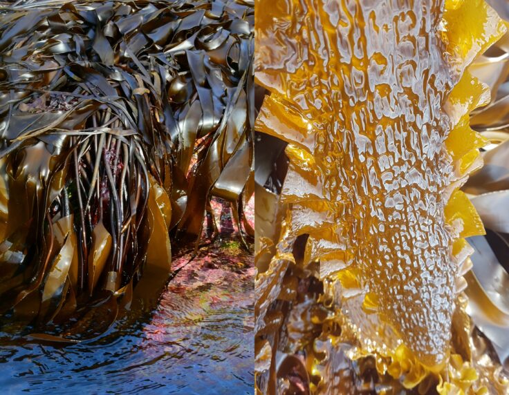 Kelp Laminaria digitata and Sugar kelp Saccharina latissima High Iodine Content