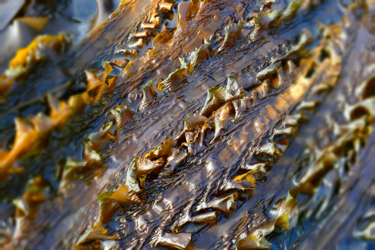 Saccahrina latissima, sugar kelp seaweed in a rock pool.