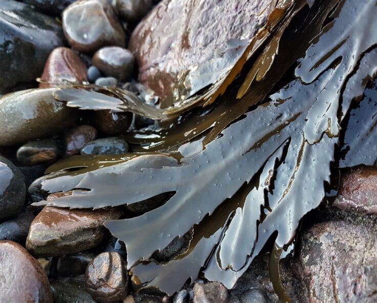 Toothed wrack Fucus serratus by rocks